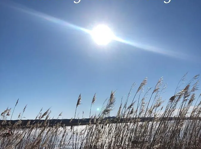 Blauwe Zeedistel * IJmuiden